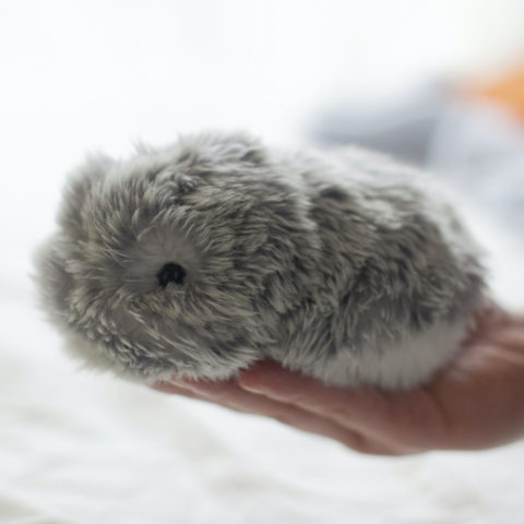 200811_boule_de_poils