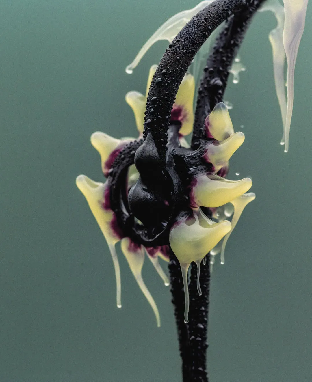 Article - Till Schlosser génère une flore inconnue